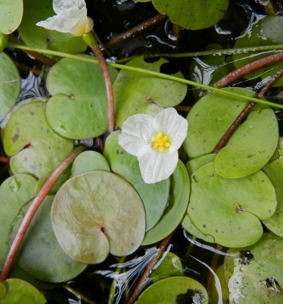 Pflanzenbild gross Froschbiss - Hydrocharis morsus-ranae
