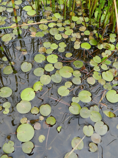 Pflanzenbild gross Froschbiss - Hydrocharis morsus-ranae
