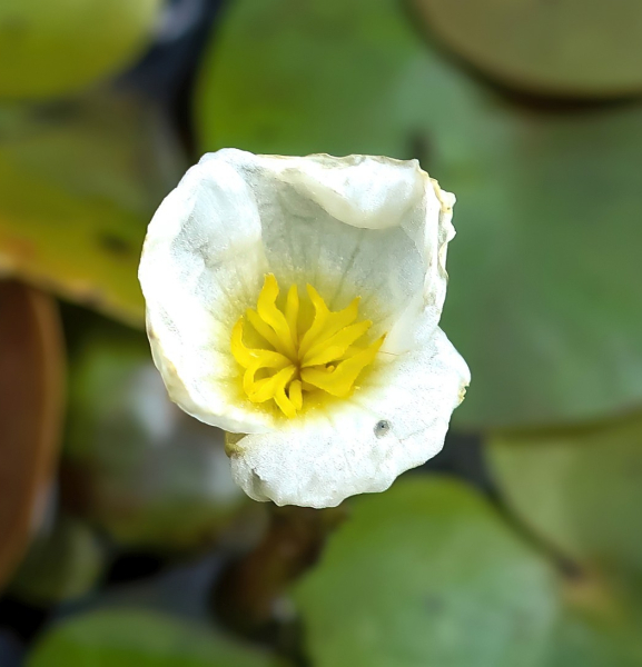 Pflanzenbild gross Froschbiss - Hydrocharis morsus-ranae