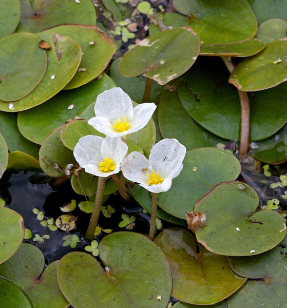 Pflanzenbild gross Froschbiss - Hydrocharis morsus-ranae