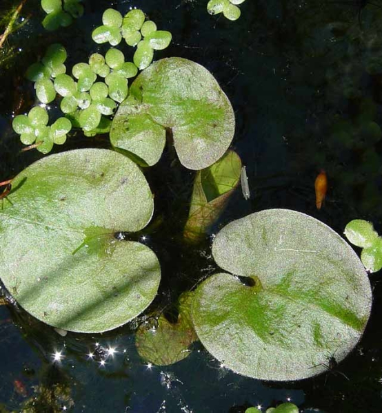 Pflanzenbild gross Froschbiss - Hydrocharis morsus-ranae