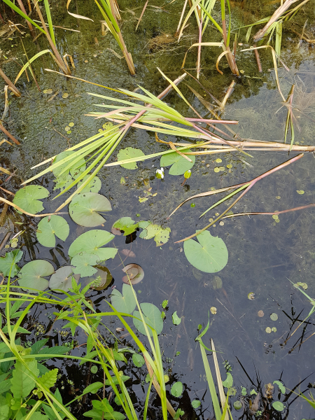 Pflanzenbild gross Froschbiss - Hydrocharis morsus-ranae
