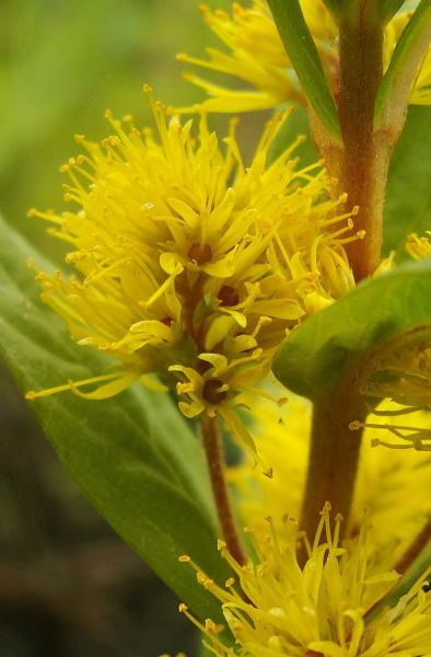 Pflanzenbild gross Strauss-Gilbweiderich - Lysimachia thyrsiflora