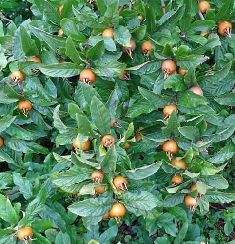 Pflanzenbild gross Echte Mispel - Mespilus germanica