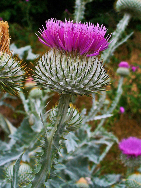 Pflanzenbild gross Eselsdistel - Onopordum acanthium