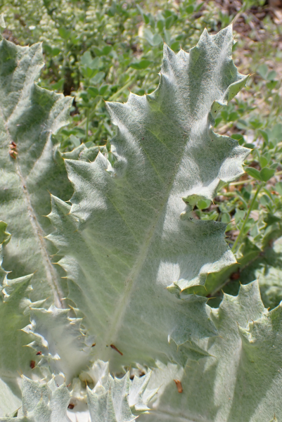 Pflanzenbild gross Eselsdistel - Onopordum acanthium