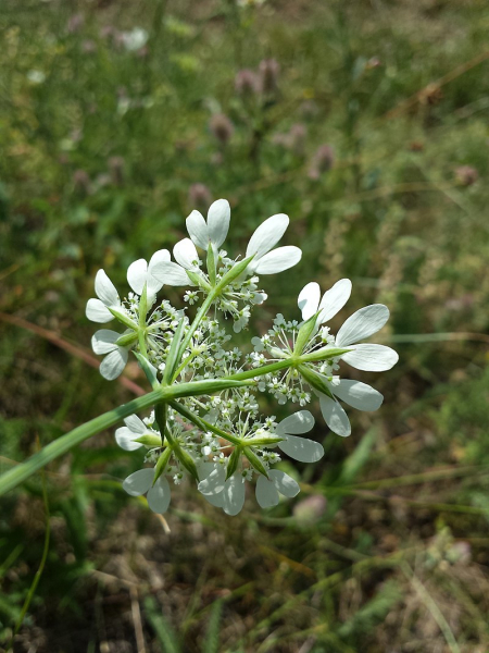 Pflanzenbild gross Grossblütiger Breitsame - Orlaya grandiflora