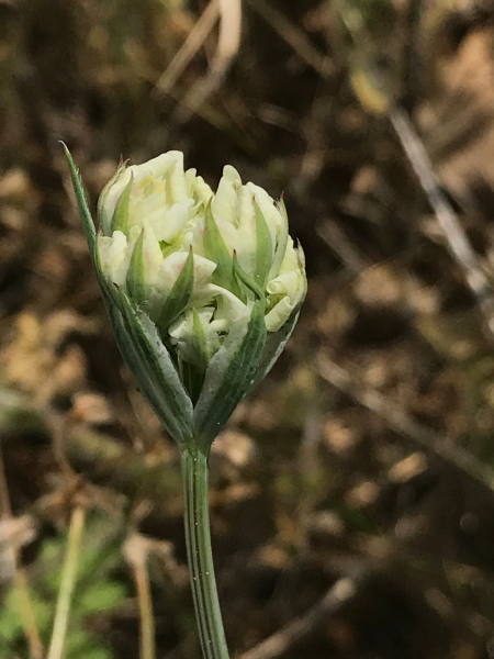 Pflanzenbild gross Grossblütiger Breitsame - Orlaya grandiflora