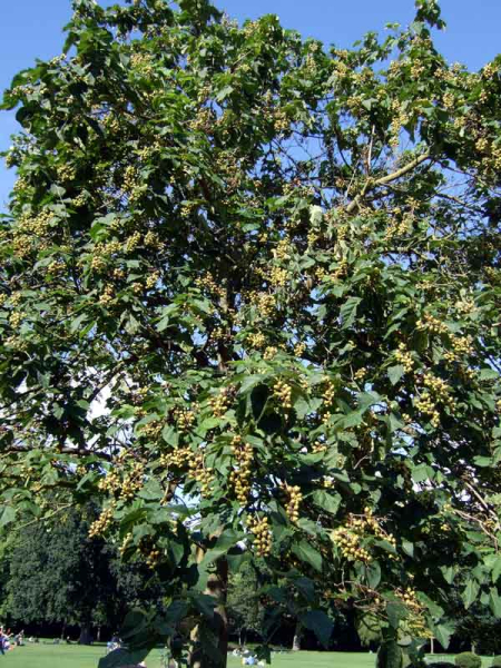 Pflanzenbild gross Blauglockenbaum - Paulownia tomentosa