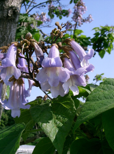 Pflanzenbild gross Blauglockenbaum - Paulownia tomentosa