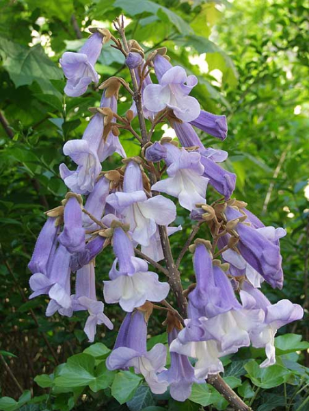 Pflanzenbild gross Blauglockenbaum - Paulownia tomentosa