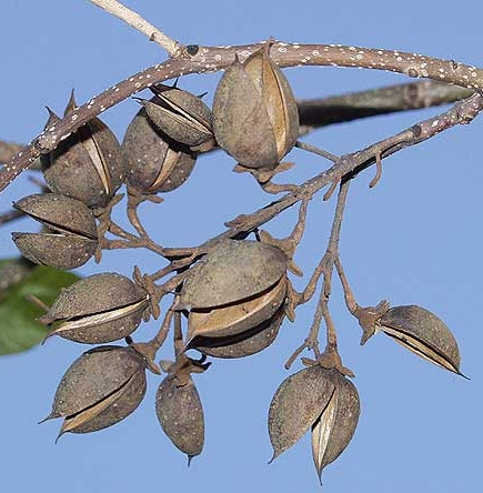 Pflanzenbild gross Blauglockenbaum - Paulownia tomentosa