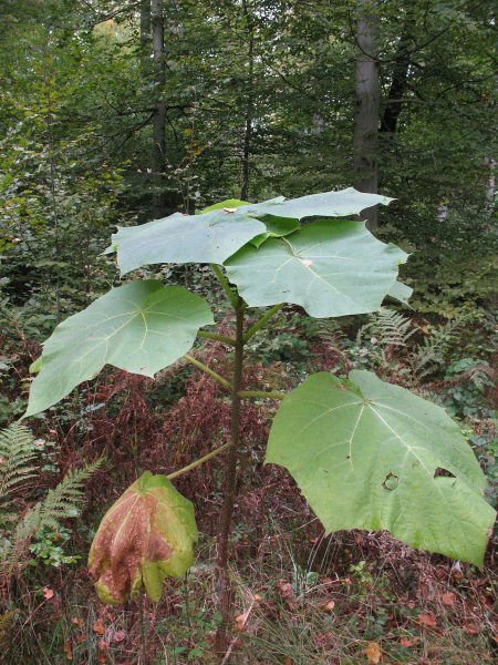 Pflanzenbild gross Blauglockenbaum - Paulownia tomentosa