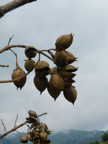 Pflanzenbild gross Blauglockenbaum - Paulownia tomentosa