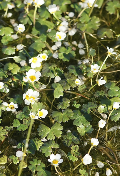 Pflanzenbild gross Gemeiner Wasserhahnenfuss - Ranunculus aquatilis aggr.