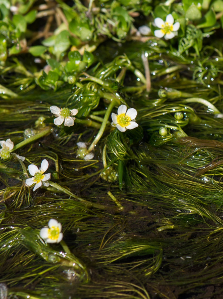 Pflanzenbild gross Gemeiner Wasserhahnenfuss - Ranunculus aquatilis aggr.