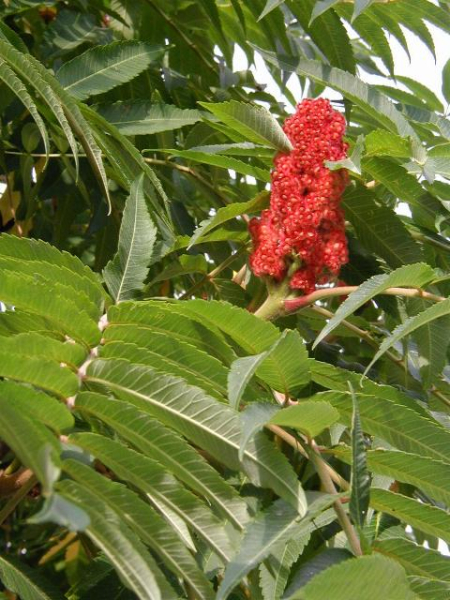 Pflanzenbild gross Essigbaum - Rhus typhina