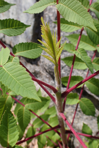 Pflanzenbild gross Essigbaum - Rhus typhina