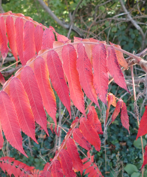 Pflanzenbild gross Essigbaum - Rhus typhina