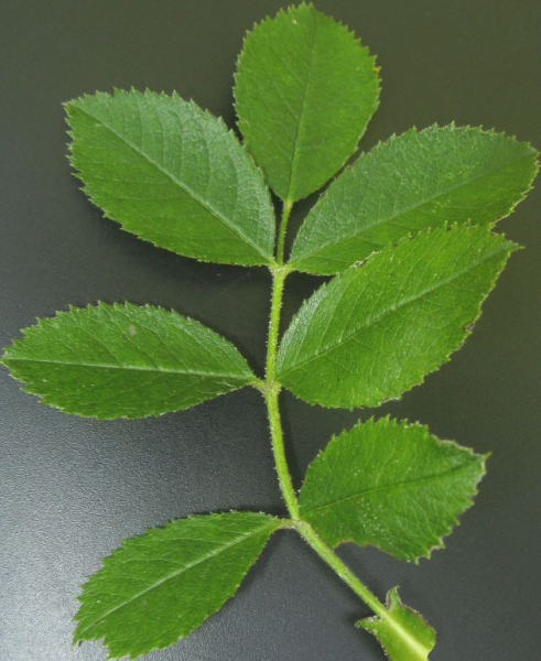 Pflanzenbild gross Duft-Rose - Rosa elliptica