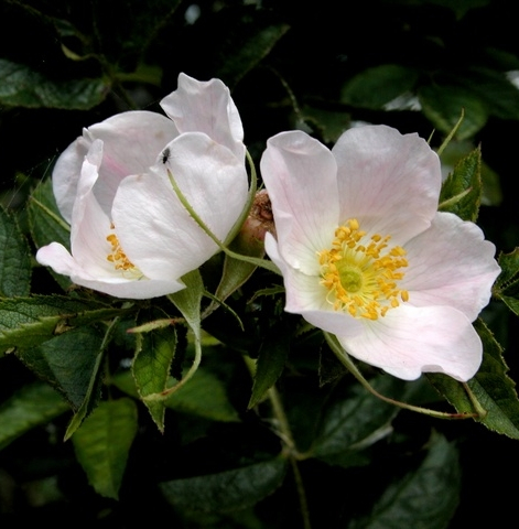 Pflanzenbild gross Duft-Rose - Rosa elliptica