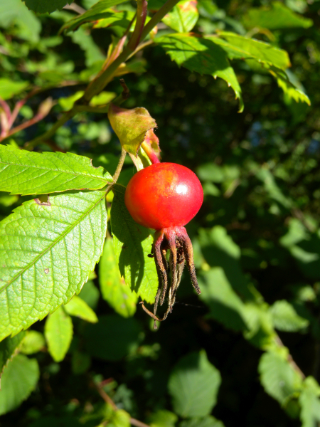Pflanzenbild gross Zimt-Rose - Rosa majalis