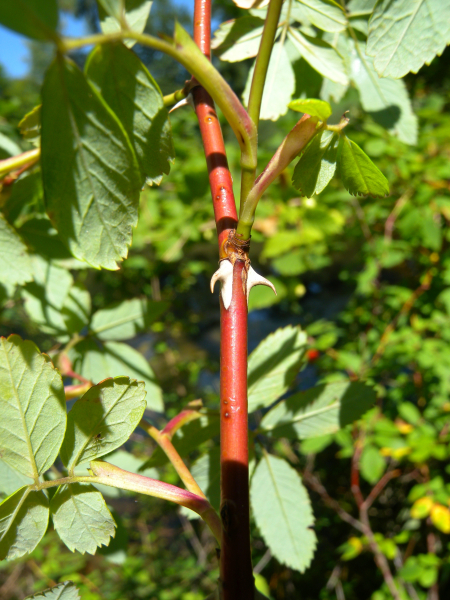 Pflanzenbild gross Zimt-Rose - Rosa majalis