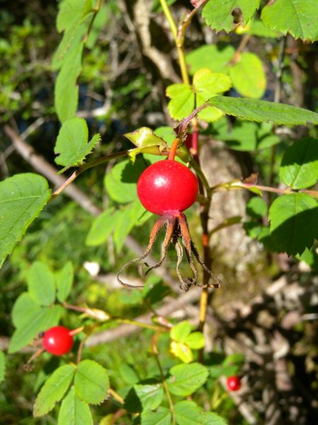 Pflanzenbild gross Zimt-Rose - Rosa majalis