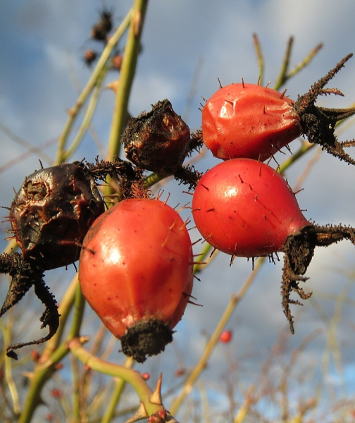 Pflanzenbild gross Wein-Rose - Rosa rubiginosa