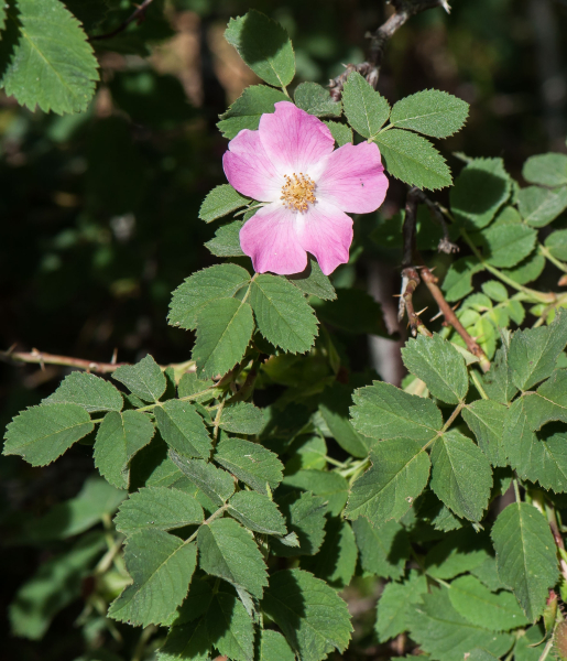 Pflanzenbild gross Apfel-Rose - Rosa villosa