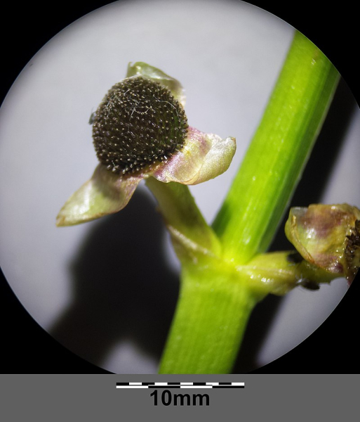 Pflanzenbild gross Echtes Pfeilkraut - Sagittaria sagittifolia