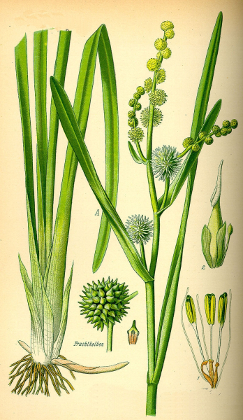 Pflanzenbild gross Ästiger Igelkolben - Sparganium erectum