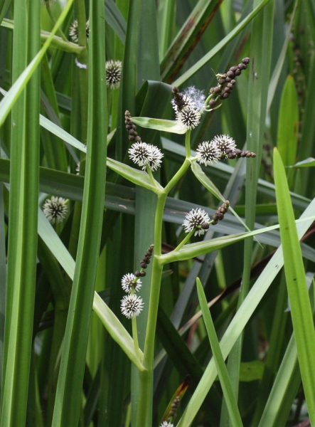 Pflanzenbild gross Ästiger Igelkolben - Sparganium erectum