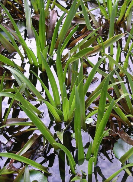 Pflanzenbild gross Krebsschere - Stratiotes aloides