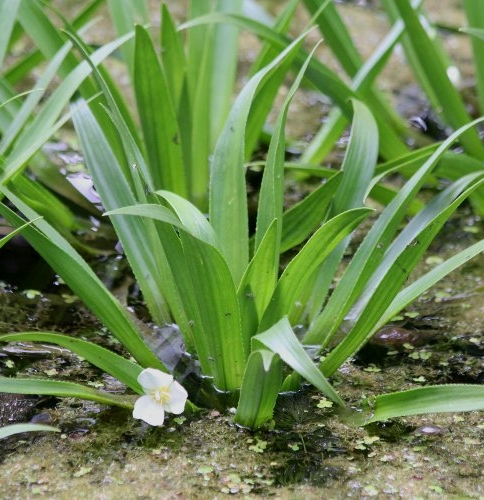 Pflanzenbild gross Krebsschere - Stratiotes aloides