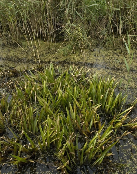 Pflanzenbild gross Krebsschere - Stratiotes aloides