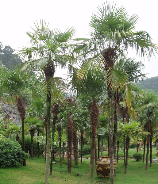 Pflanzenbild gross Fortunes Hanfpalme - Trachycarpus fortunei