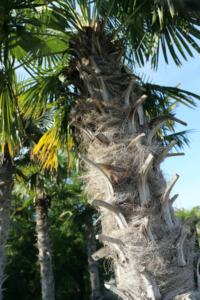 Pflanzenbild gross Fortunes Hanfpalme - Trachycarpus fortunei