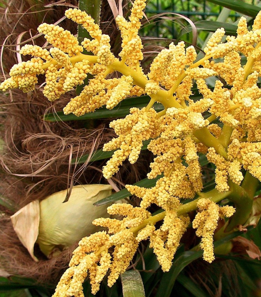 Pflanzenbild gross Fortunes Hanfpalme - Trachycarpus fortunei
