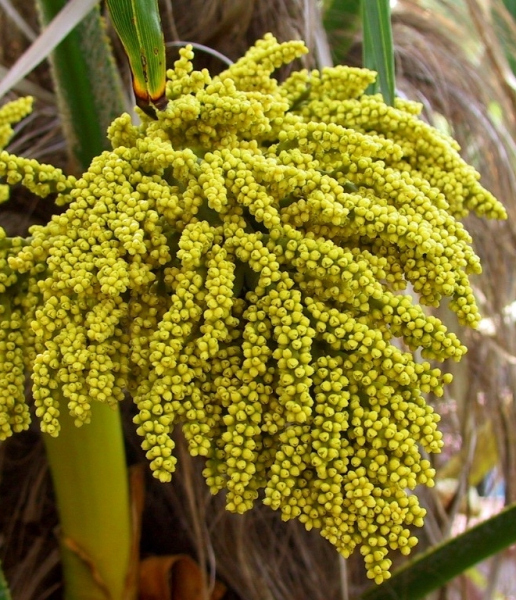 Pflanzenbild gross Fortunes Hanfpalme - Trachycarpus fortunei