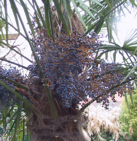 Pflanzenbild gross Fortunes Hanfpalme - Trachycarpus fortunei