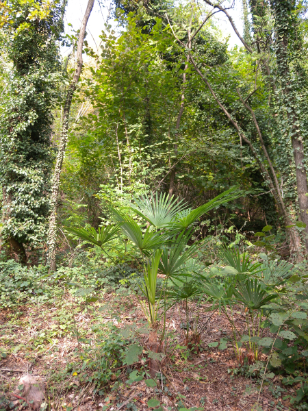 Pflanzenbild gross Fortunes Hanfpalme - Trachycarpus fortunei