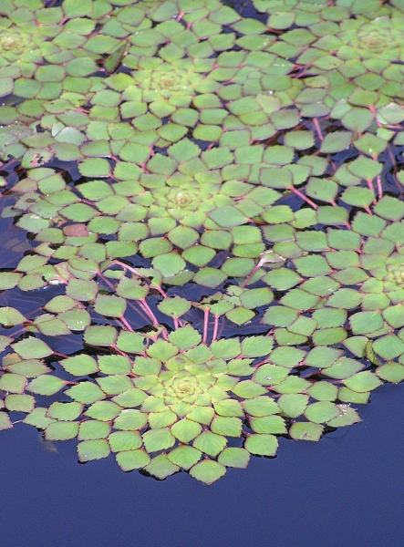 Pflanzenbild gross Wassernuss - Trapa natans