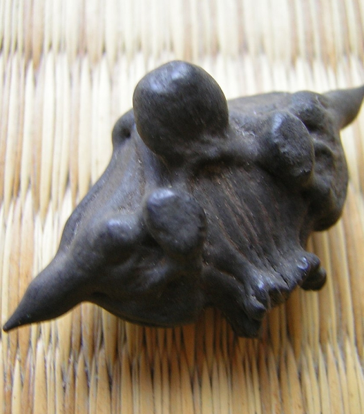 Pflanzenbild gross Wassernuss - Trapa natans