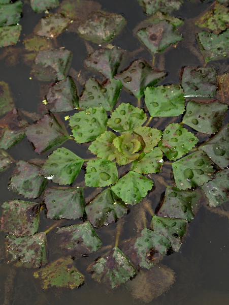 Pflanzenbild gross Wassernuss - Trapa natans