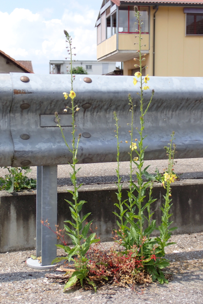 Pflanzenbild gross Schabenkraut - Verbascum blattaria