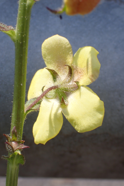 Pflanzenbild gross Schabenkraut - Verbascum blattaria