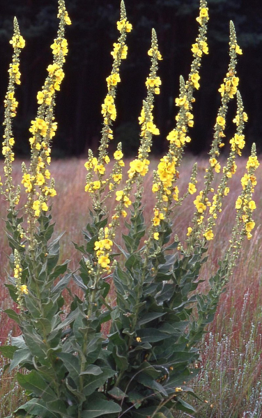 Pflanzenbild gross Grossblütige Königskerze - Verbascum densiflorum