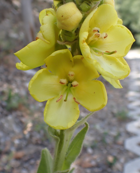 Pflanzenbild gross Grossblütige Königskerze - Verbascum densiflorum