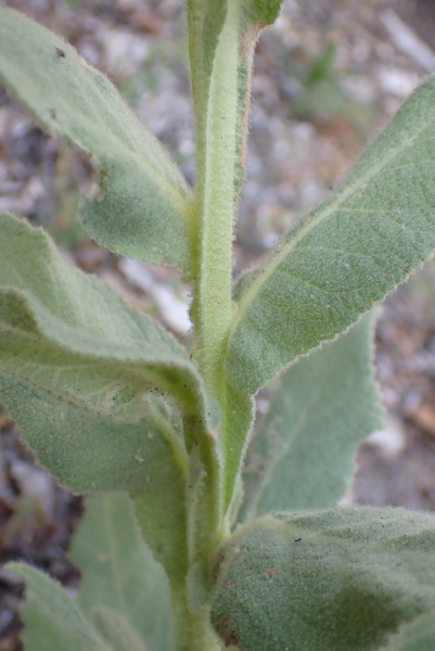 Pflanzenbild gross Grossblütige Königskerze - Verbascum densiflorum